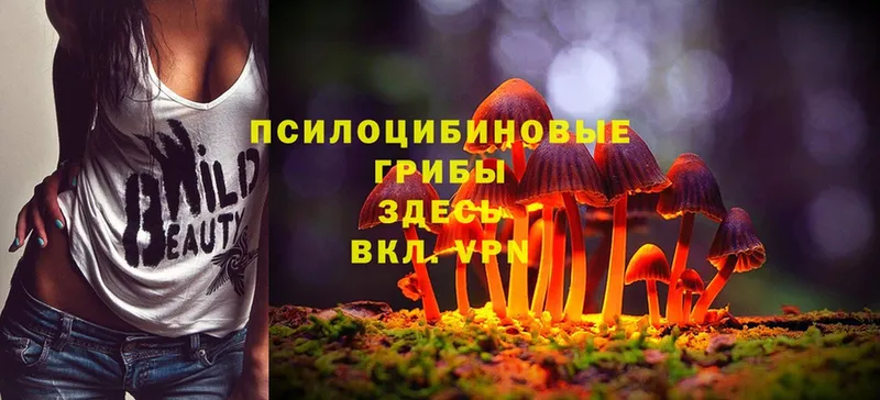 KRAKEN зеркало  Голицыно  Псилоцибиновые грибы Cubensis 